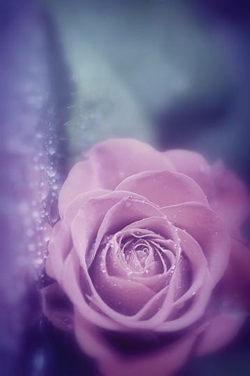 白菜是冬天常吃的百搭食材，你心目中白菜和什么食材搭配一起最好吃？