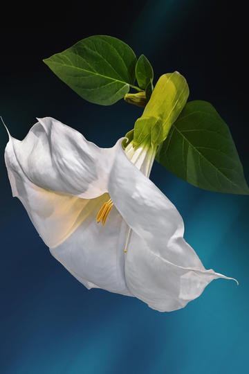 人生若如初见题材