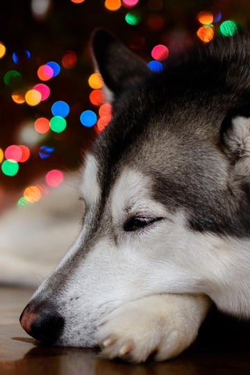 历史上有南北朝，为什么没有东西朝呢？