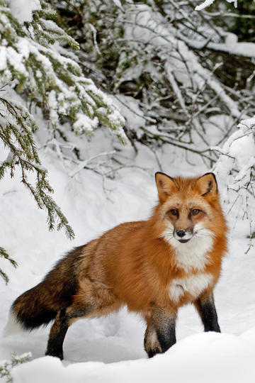 “抄一句，适合长期不发动态的你”